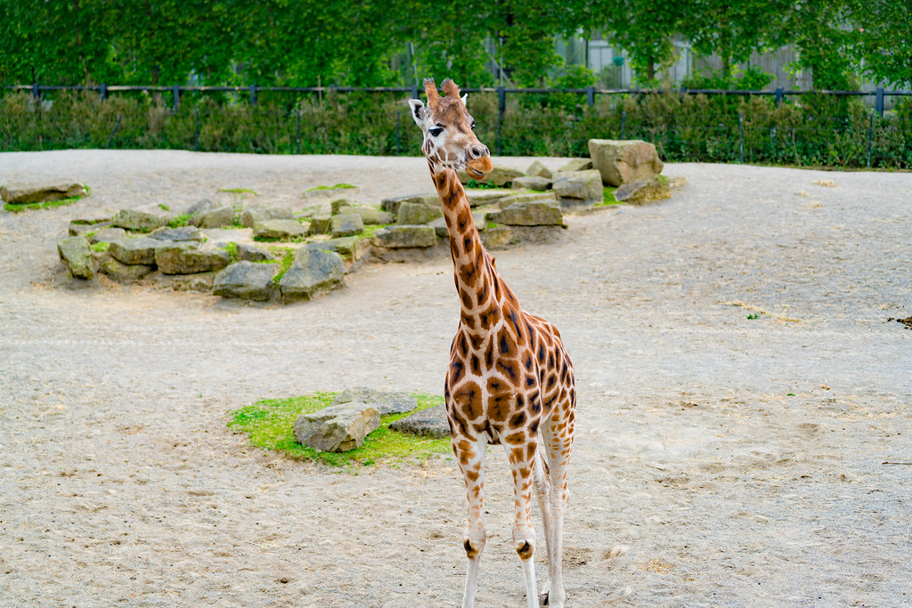 Conservation Implications of This Discovery (image credits: flickr)