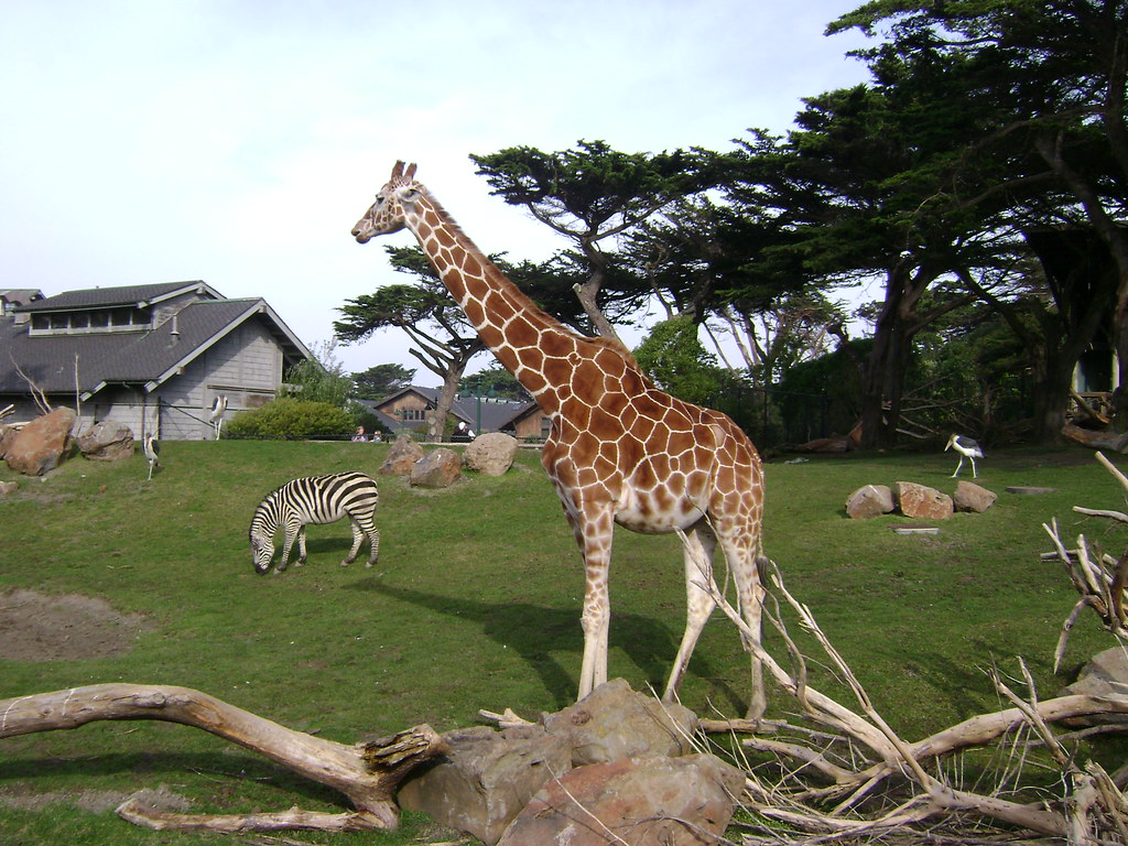 The Ripple Effects on Animal Communication Research (image credits: flickr)