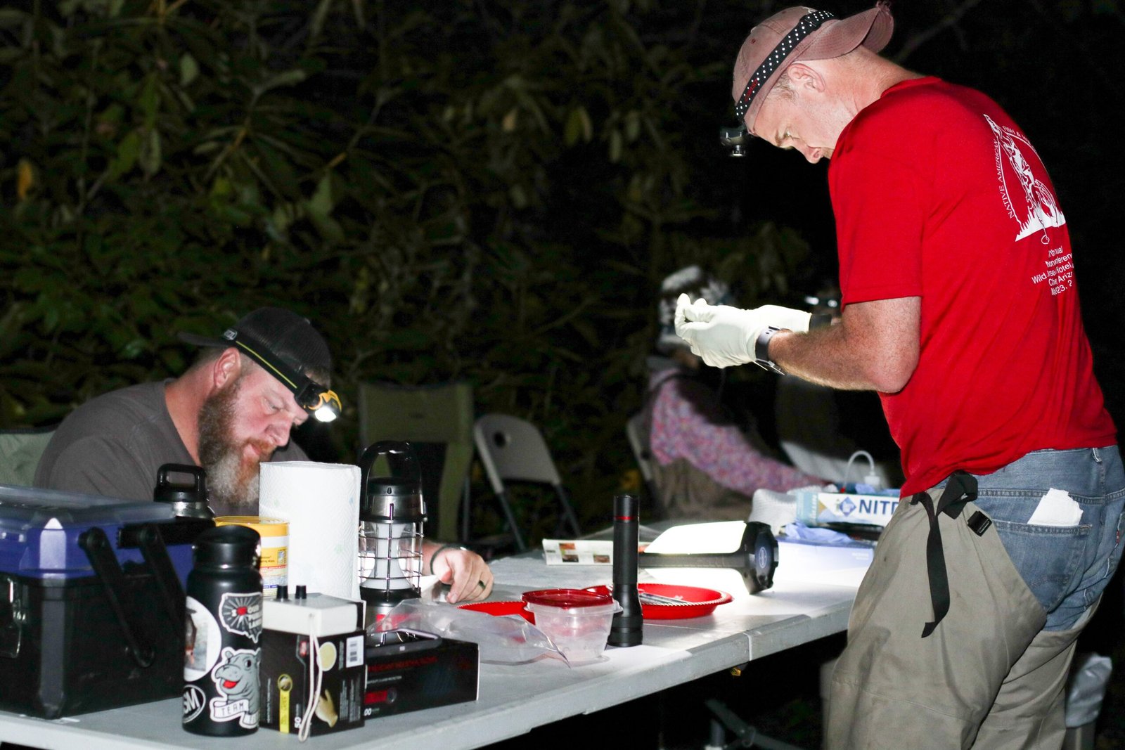 The Data Revolution Transforming Wildlife Monitoring (image credits: wikimedia)