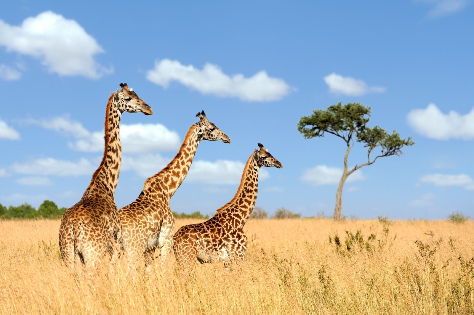 The Genetic Rescue Mission (image credits: wikimedia)