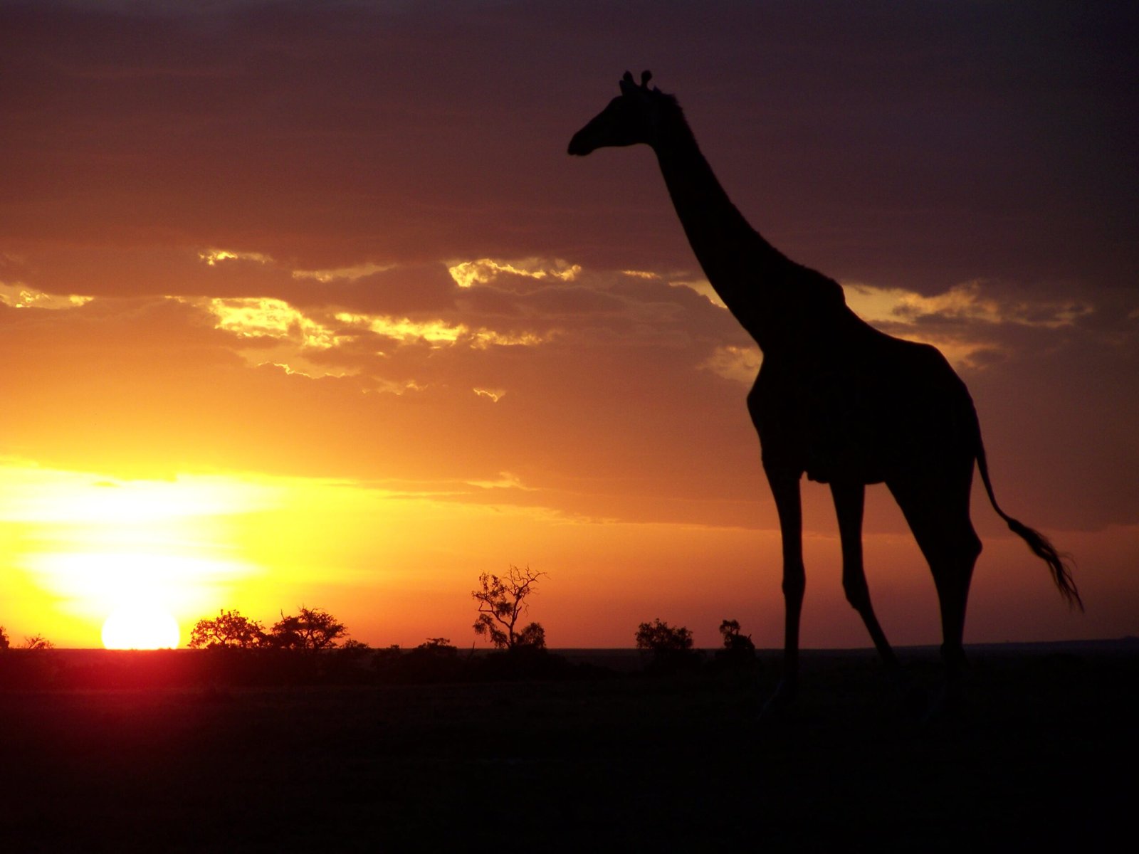 What This Means for Africa's Conservation Future (image credits: wikimedia)