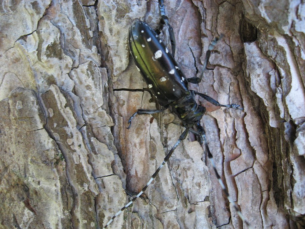 How These Beetles Turn Trees into Ghost Forests (image credits: flickr)