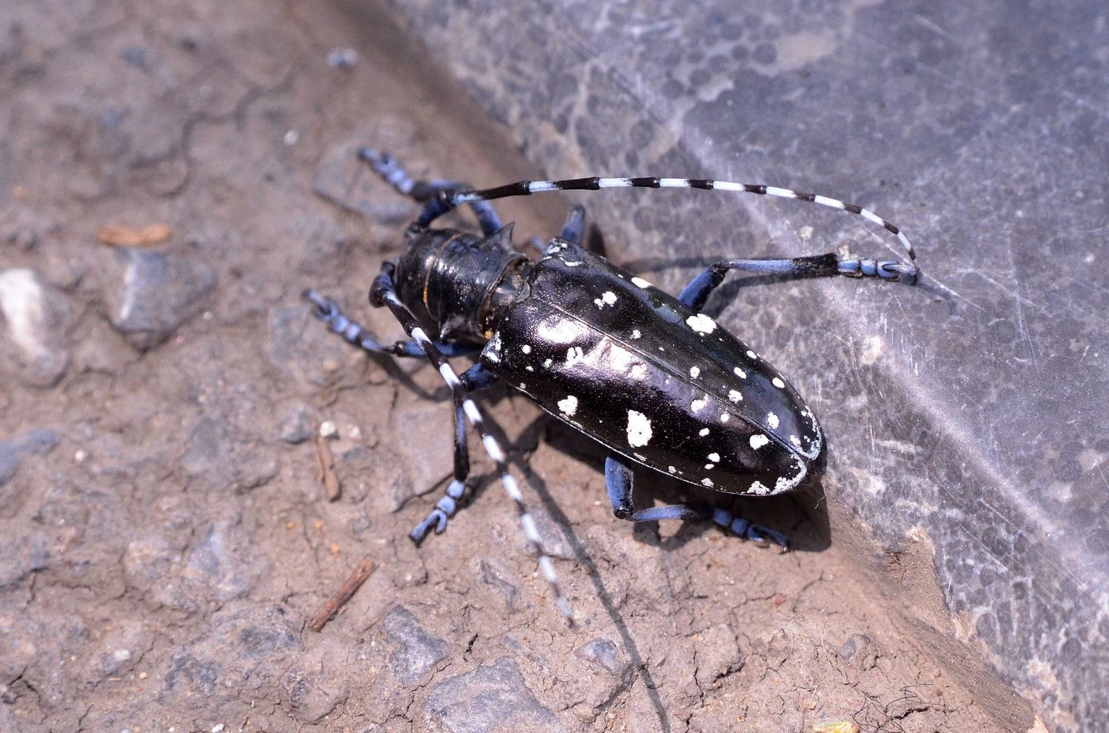 Why Traditional Pesticides Fall Short (image credits: wikimedia)