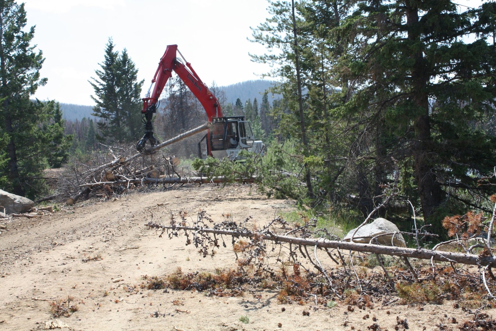 The Nuclear Option: When Trees Must Die to Save Forests (image credits: wikimedia)