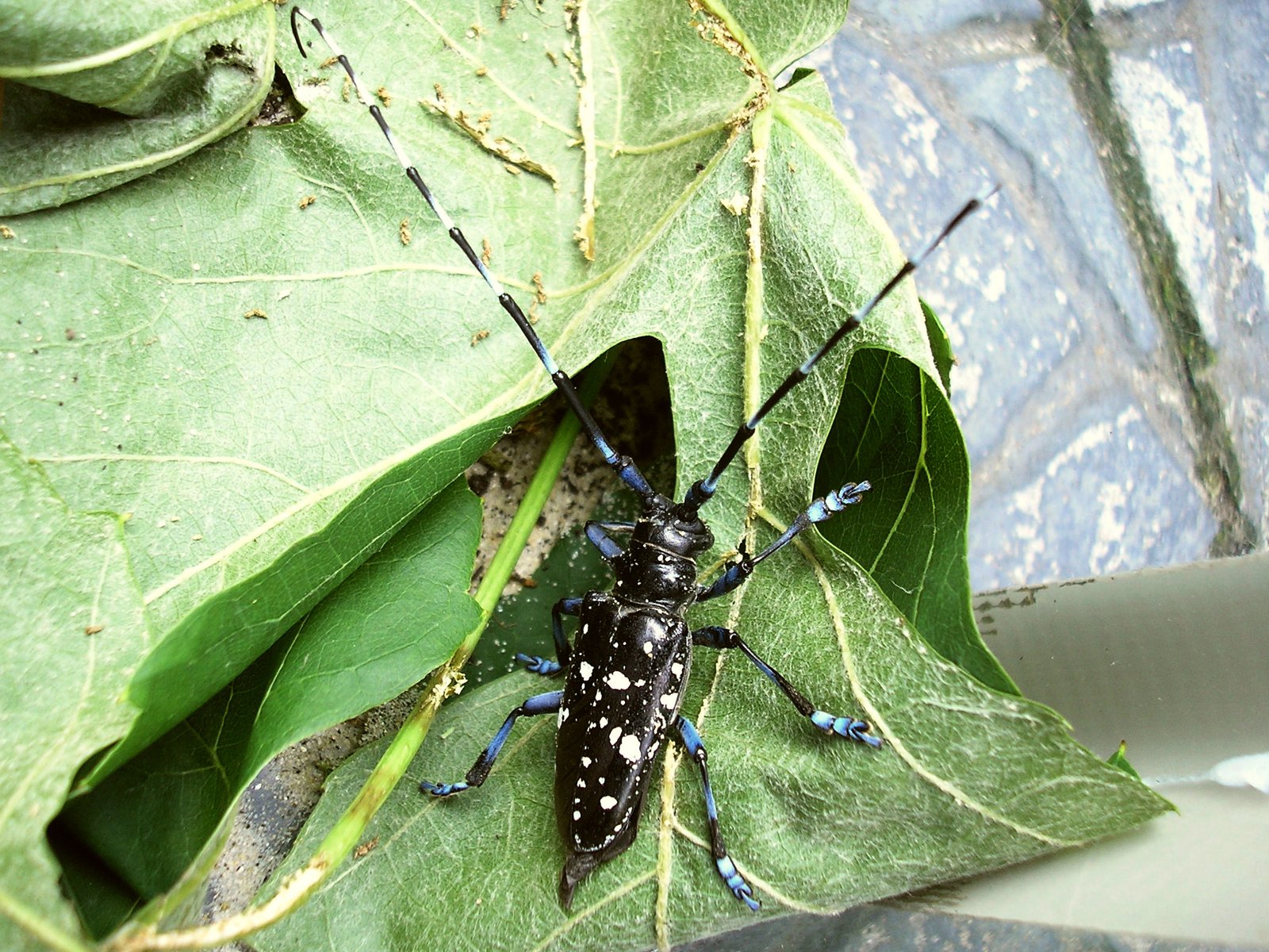 Research: Unlocking the Beetle's Secrets (image credits: wikimedia)
