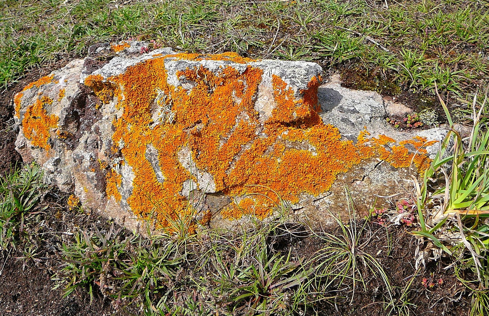 The First Pioneers: Life’s Daring Advance Party (image credits: wikimedia)