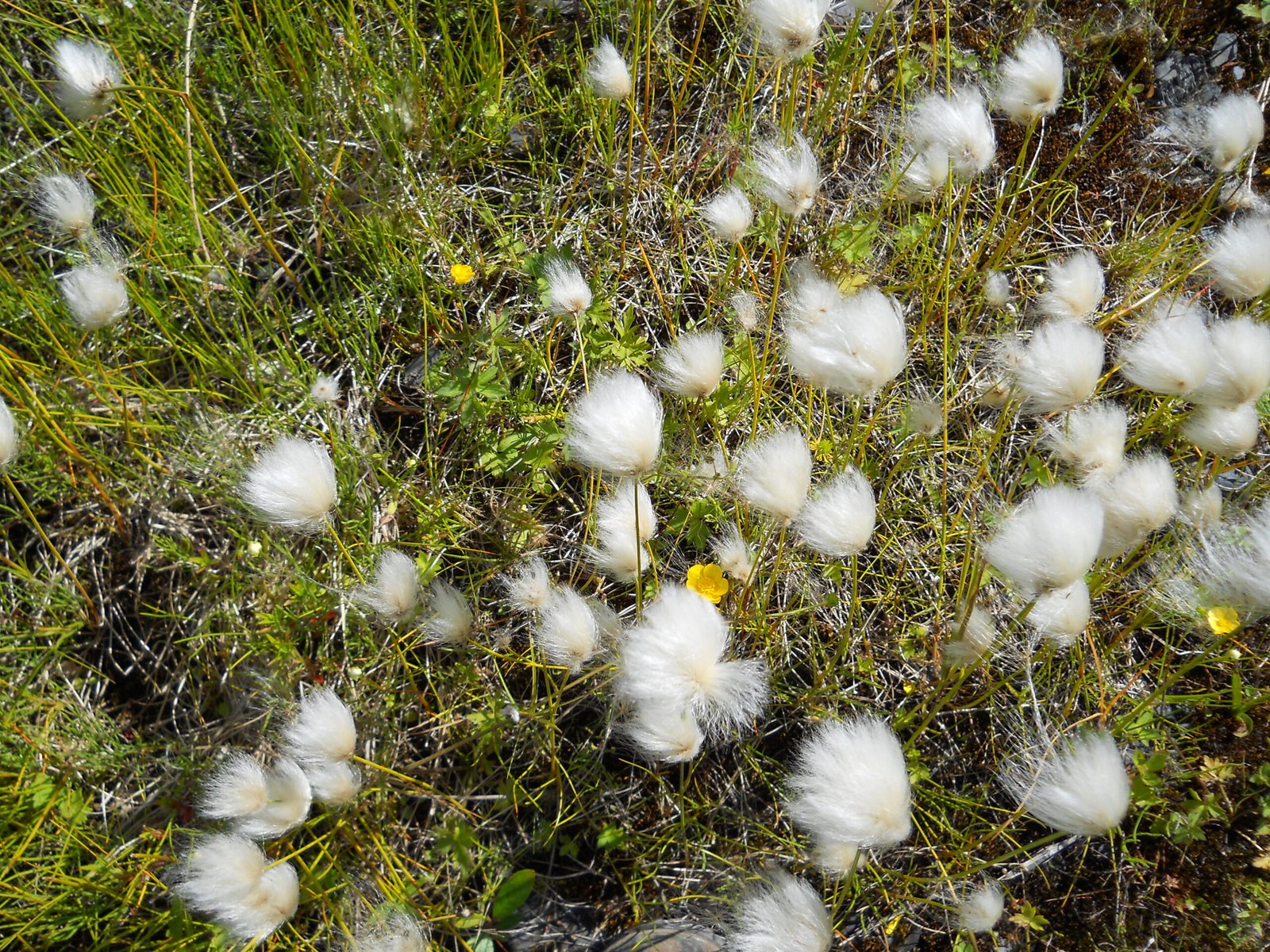 Seed Arrival: Carried by Wind, Water, and Wings (image credits: wikimedia)