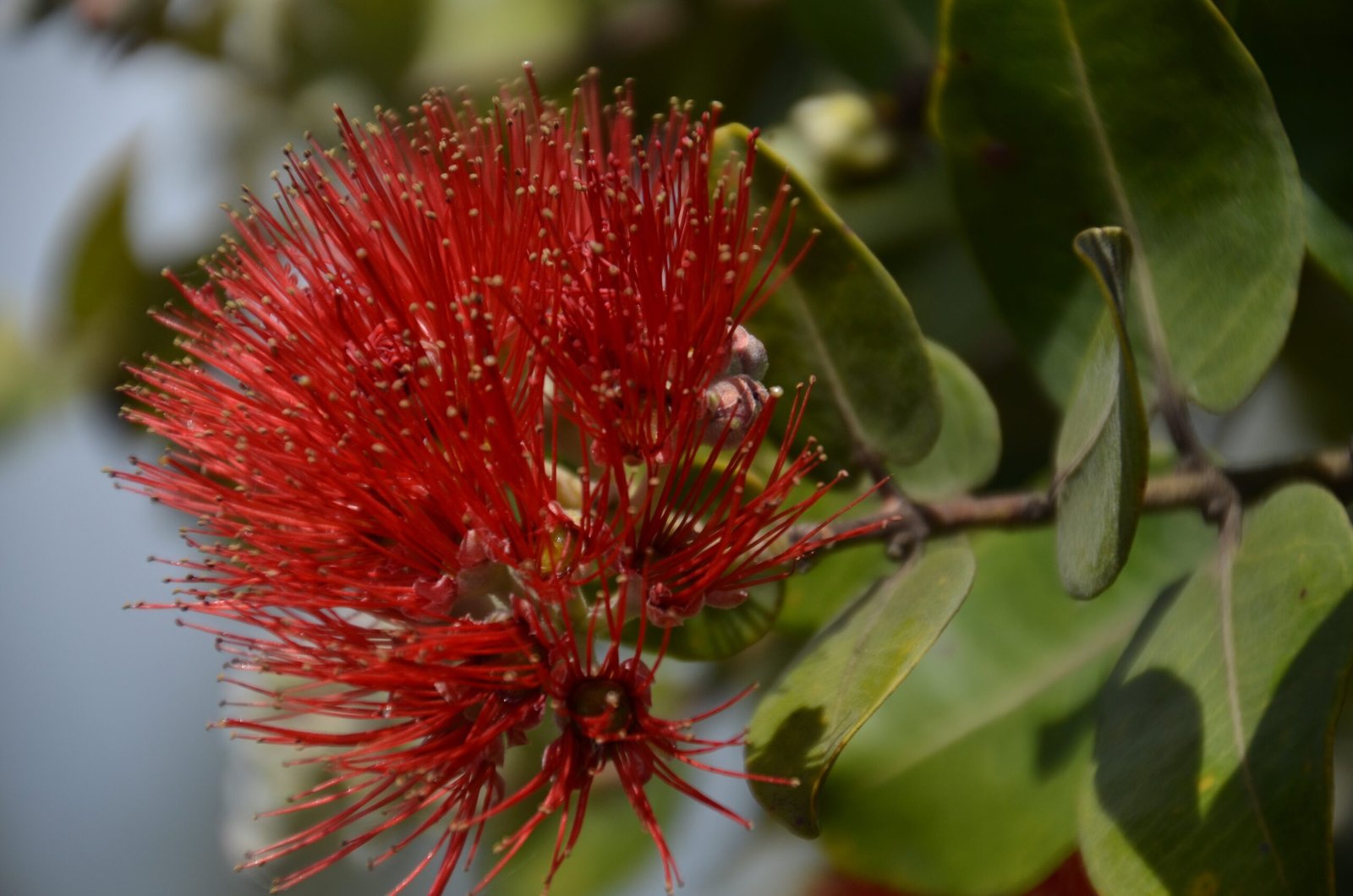 Ohia Lehua: The Red-Flowered Symbol of Resilience (image credits: wikimedia)