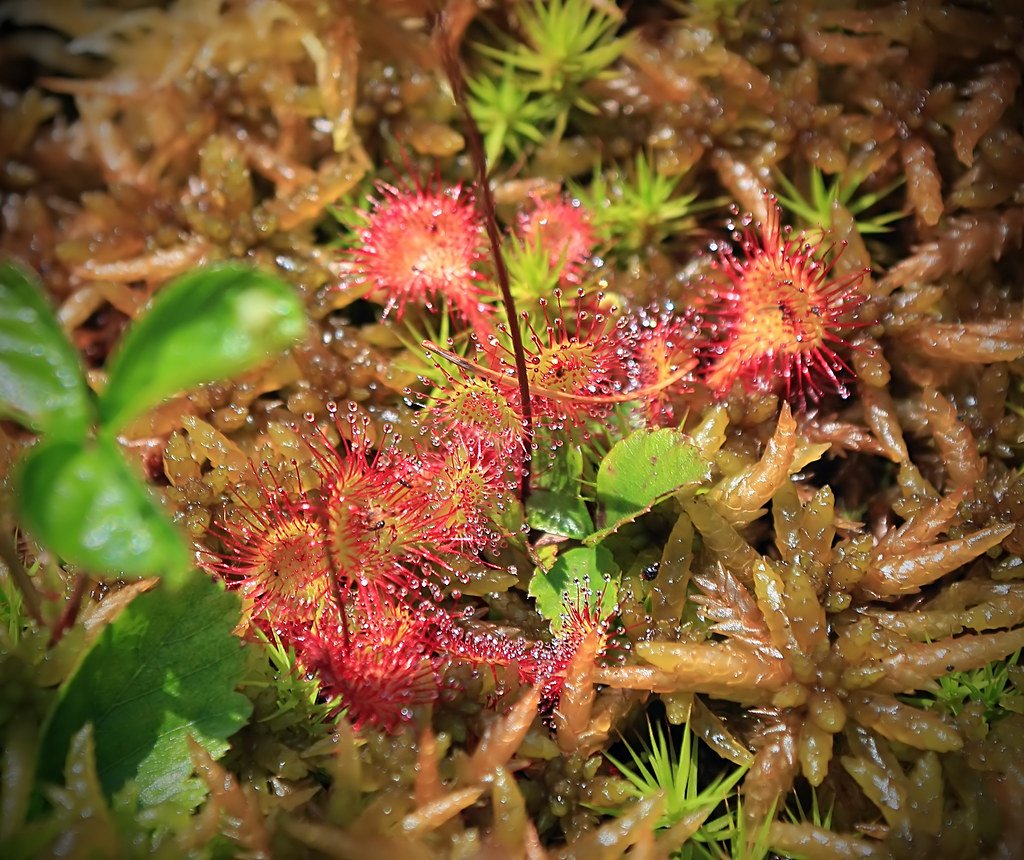 Carnivorous Adaptations: When Plants Become Predators (image credits: flickr)
