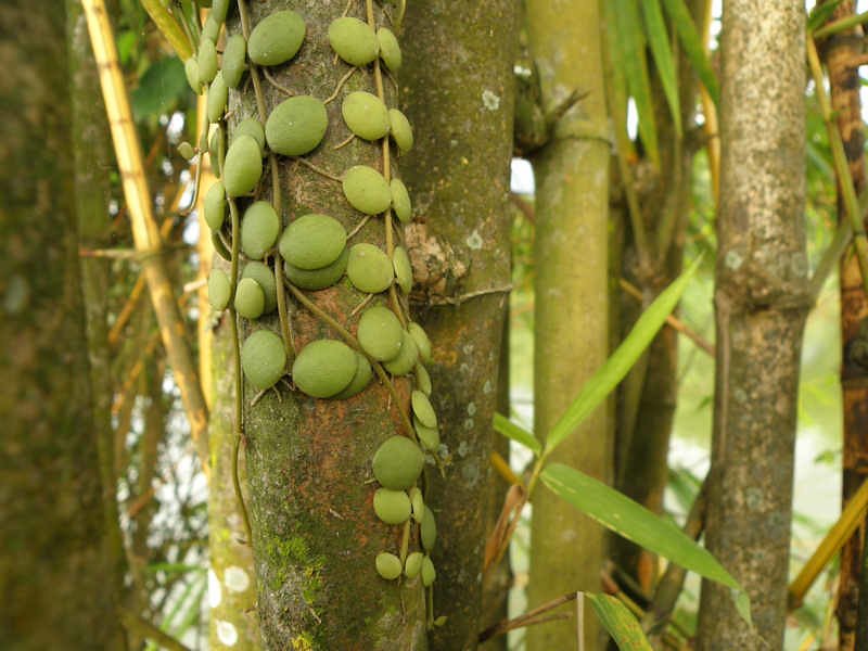 Parasitic Partnerships: When Isolation Breeds Dependence (image credits: flickr)