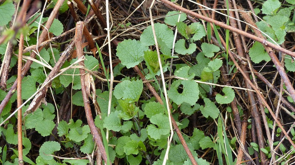 Root Warfare: How Garlic Mustard Attacks Underground (image credits: flickr)