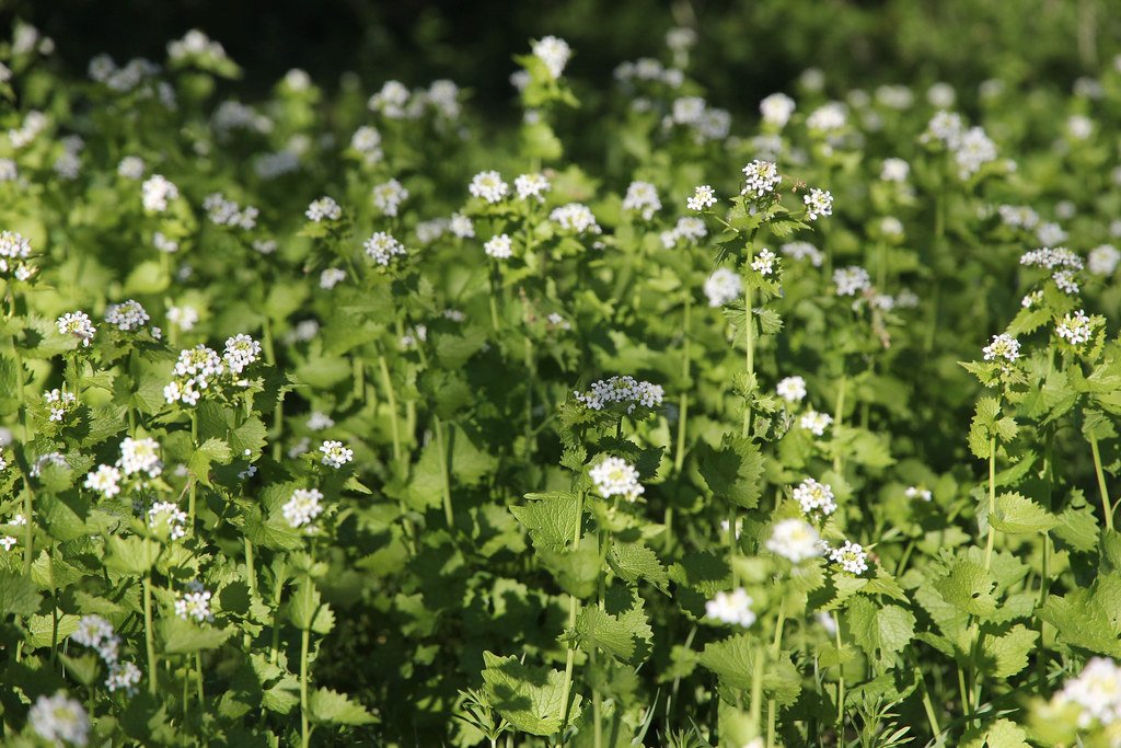 The Timing Advantage: Early Spring Domination (image credits: flickr)