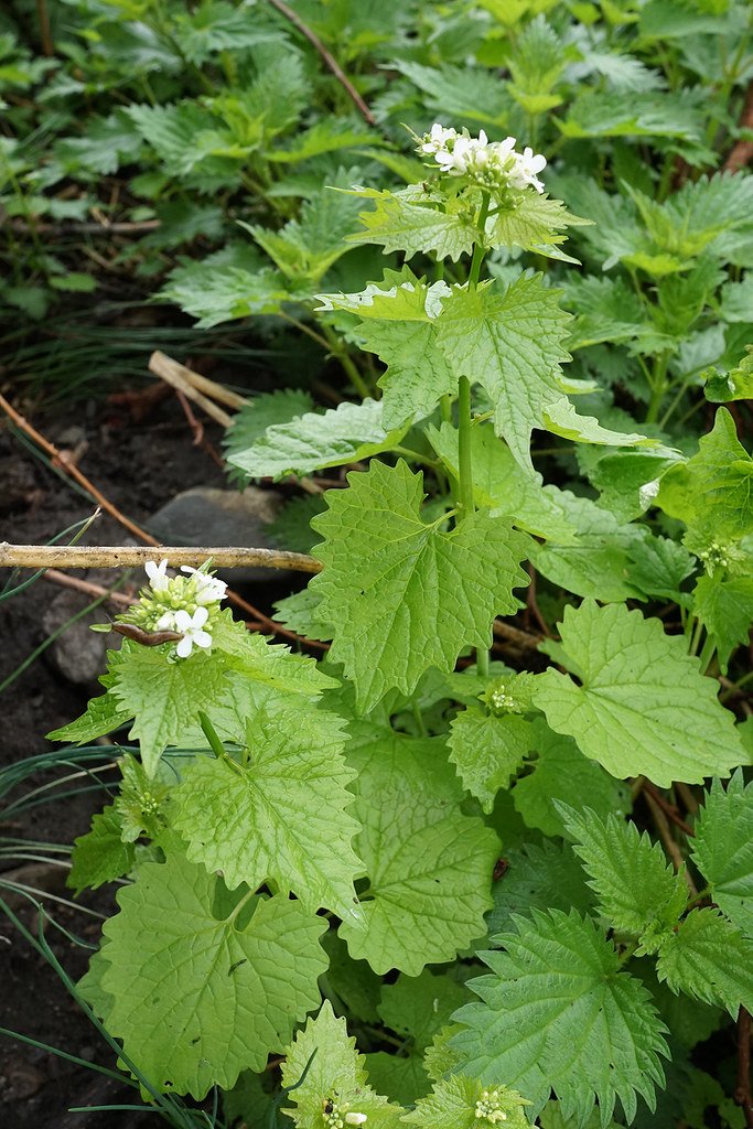 Biennial Strategy: The Long Game of Plant Conquest (image credits: flickr)