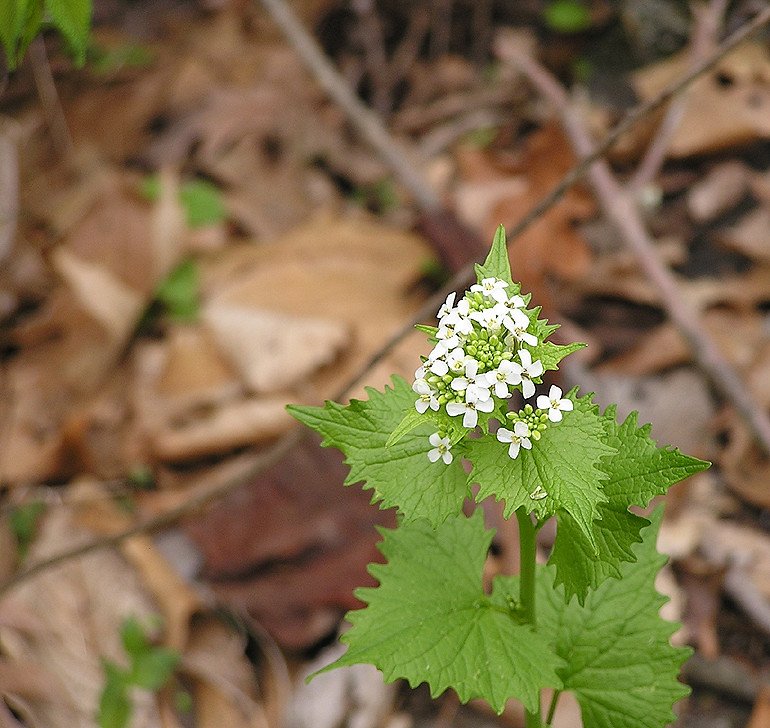 Native Plant Casualties: The Body Count Rises (image credits: flickr)