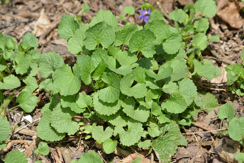 Resistance Patterns: Why Some Plants Survive (image credits: flickr)