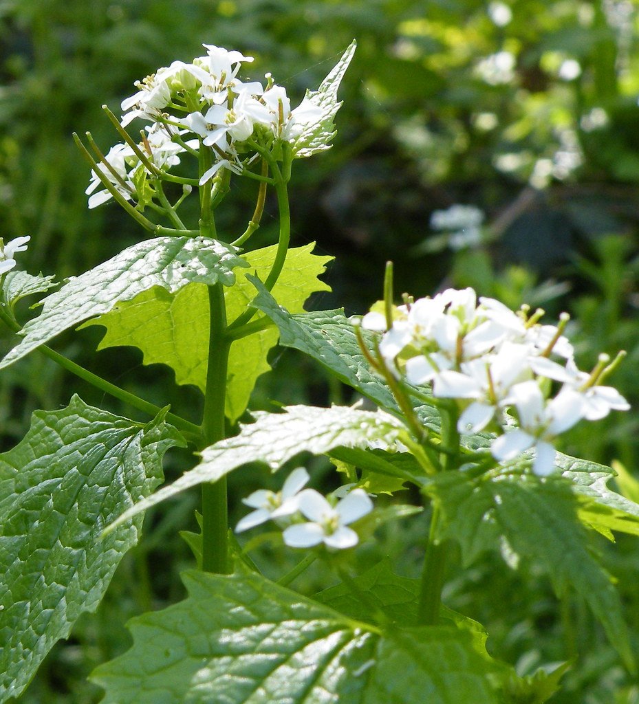 Garlic Mustard's Secret Weapon: How This Invasive Plant Sabotages Its Neighbors