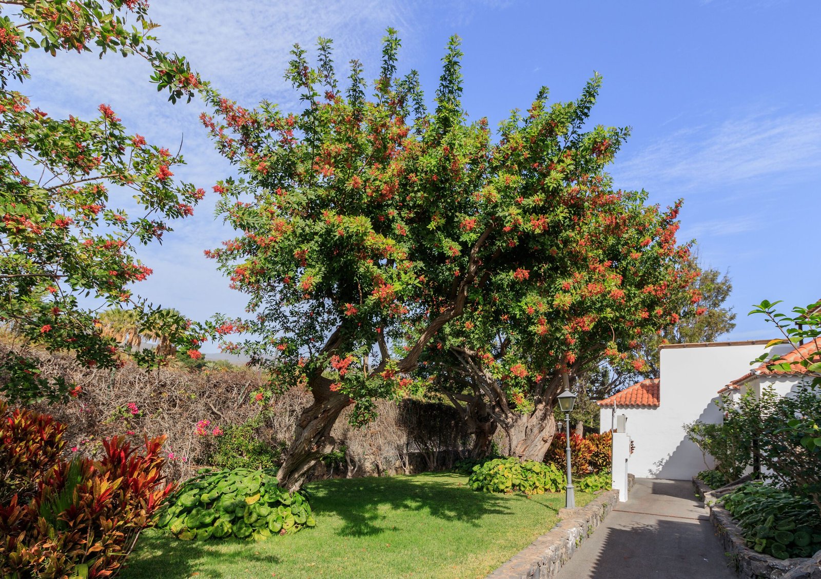 The Invader: What Is the Brazilian Pepper Tree? (image credits: wikimedia)