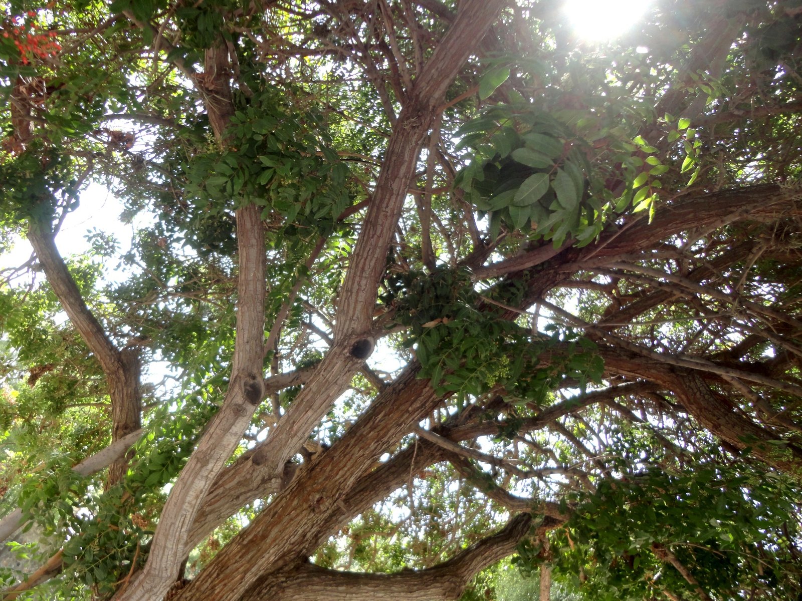 Choking Out Native Plants (image credits: wikimedia)