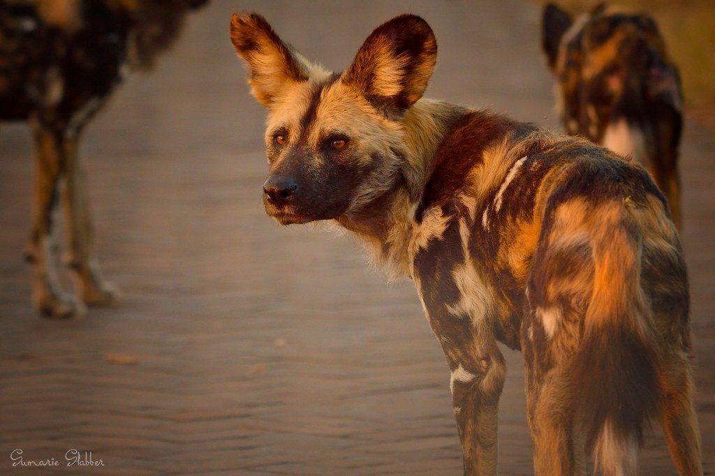 Wildlife in Jeopardy (image credits: flickr)