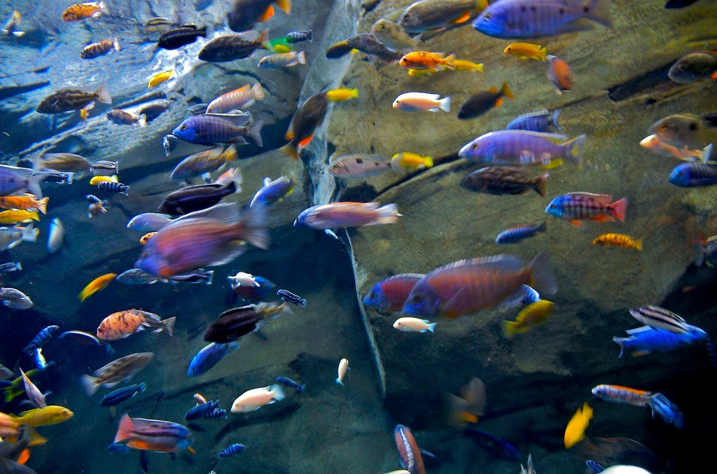 Fish: The Stars and Storytellers (image credits: flickr)