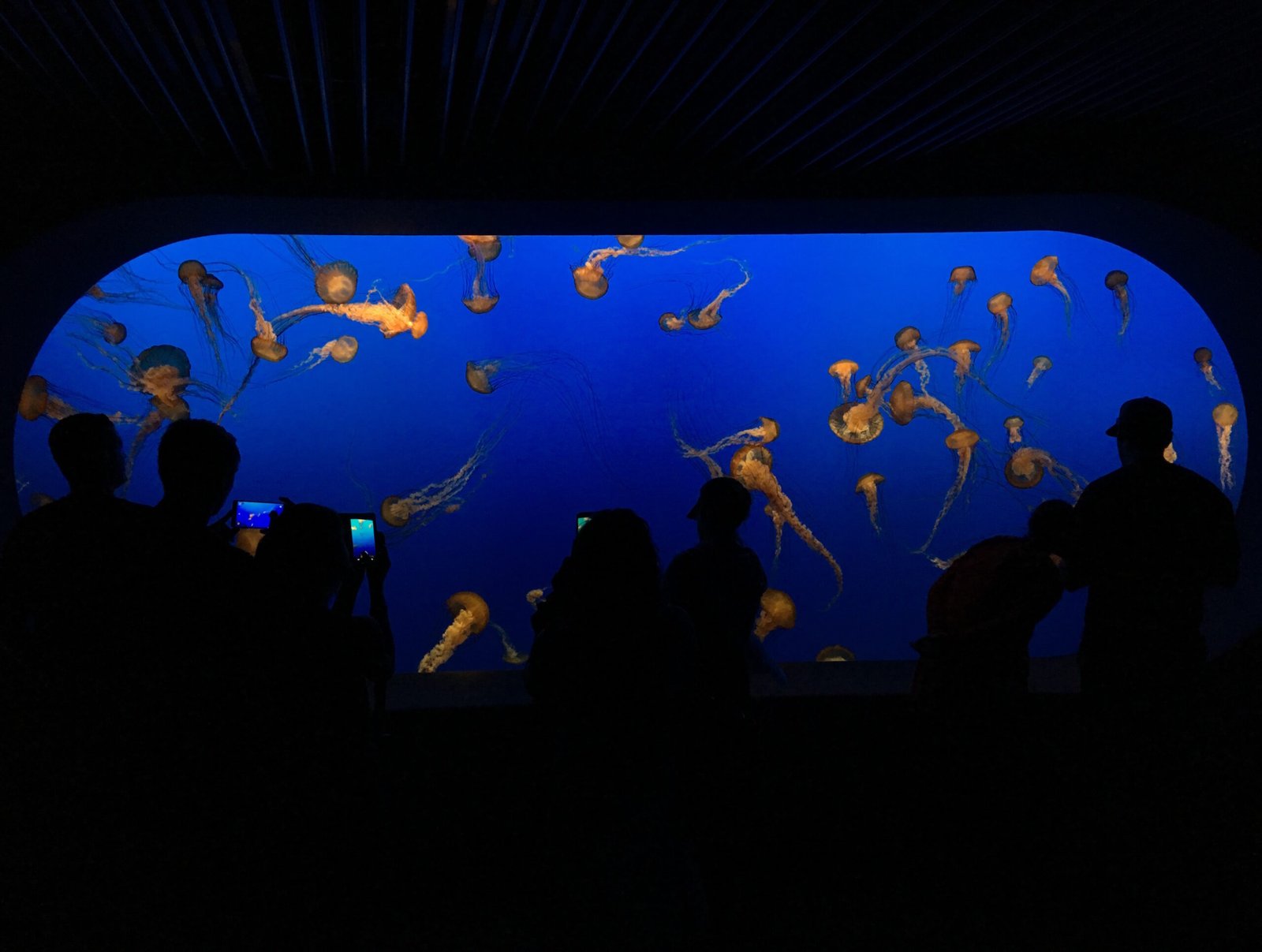 Invertebrates: The Unsung Helpers (image credits: wikimedia)