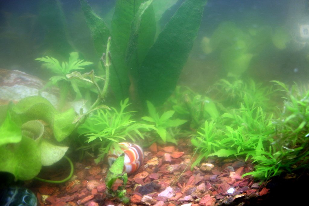 Algae: Friend or Foe? (image credits: flickr)