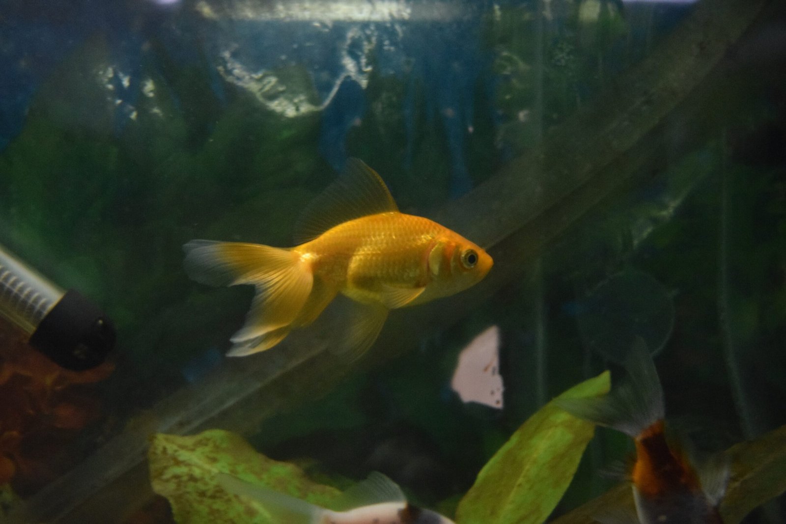 Water Changes: The Secret to Longevity (image credits: wikimedia)