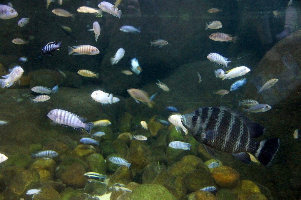 From Tank to Planet: Global Lessons (image credits: wikimedia)