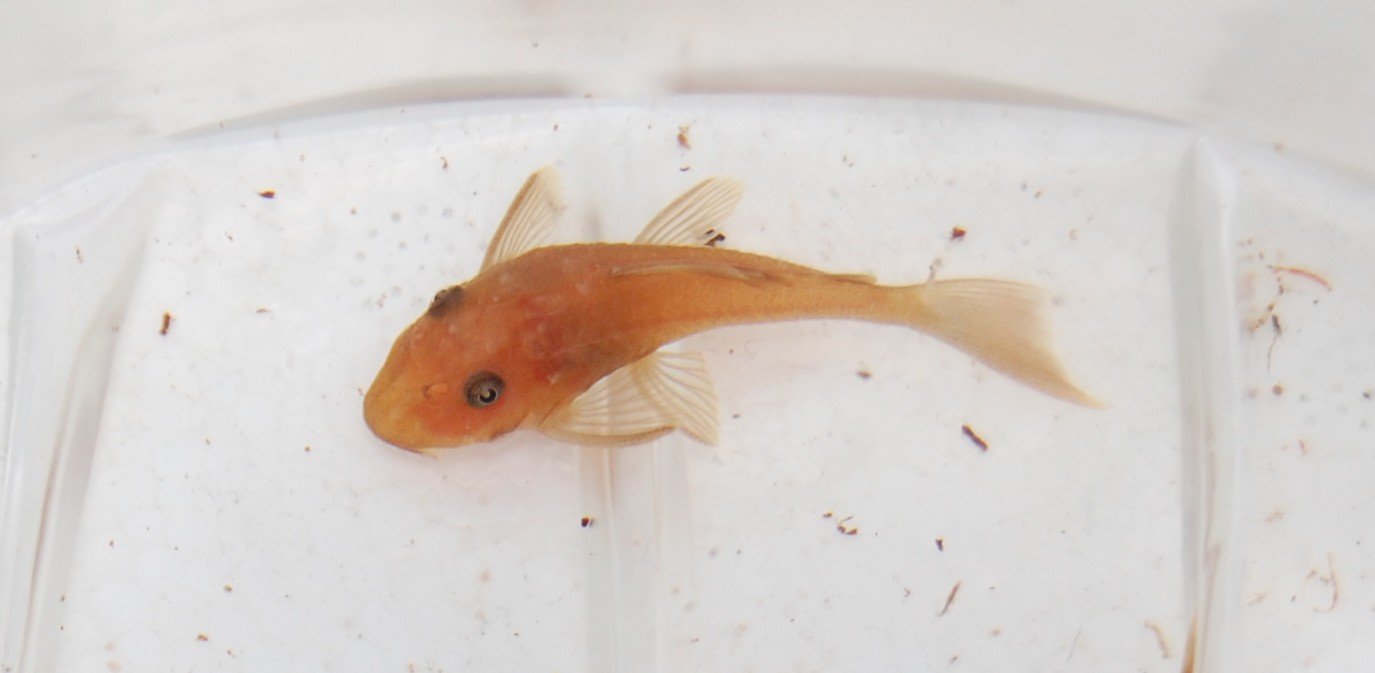 Bristlenose Pleco: The Bearded Bottom Feeder (image credits: wikimedia)