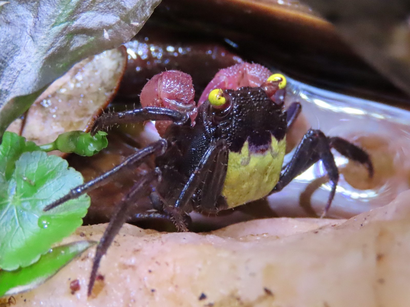 Vampire Crab: The Neon Nightcrawler (image credits: wikimedia)