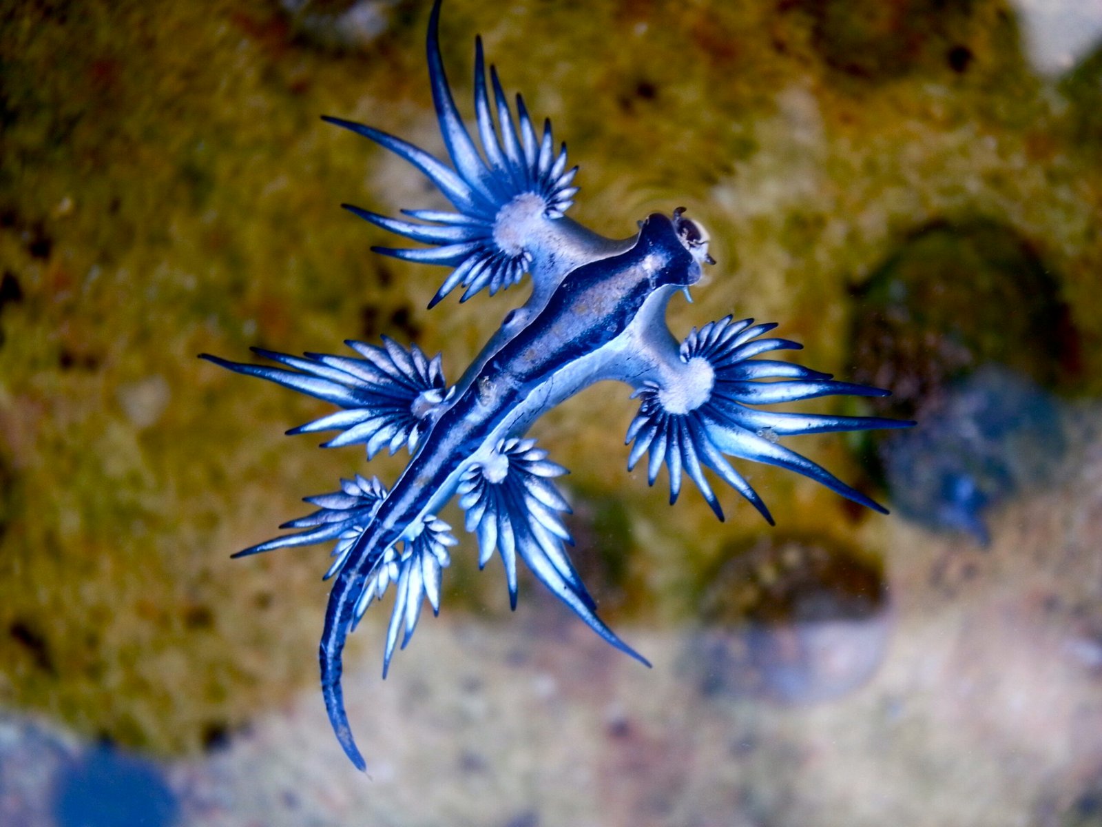 Blue Dragon Sea Slug: The Sapphire Stunner (image credits: wikimedia)