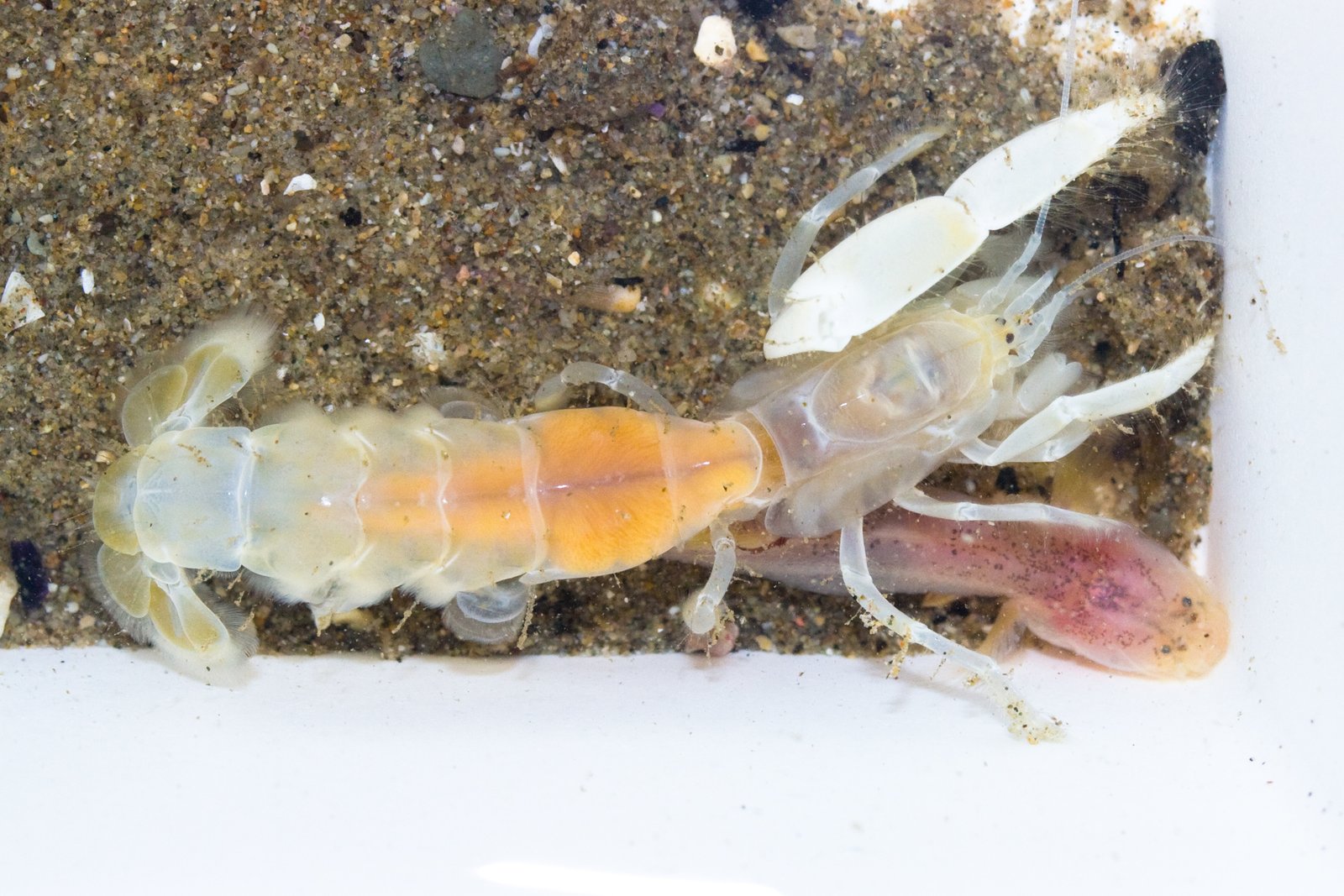 Ghost Shrimp: The Invisible Cleaners (image credits: wikimedia)