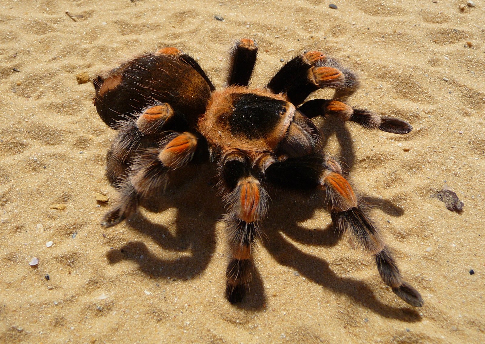 Mexican Red-Knee Tarantula: The Velvet-Legged Beauty (image credits: wikimedia)