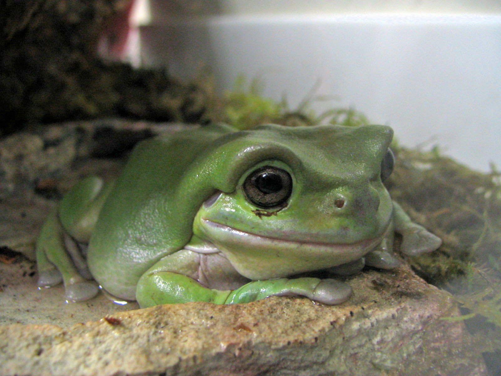 White’s Tree Frog: The Chunky Cloud (image credits: wikimedia)