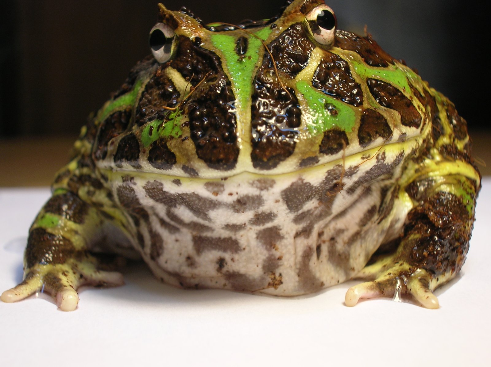 Ornate Horned Frog: The Pac-Man Pet (image credits: wikimedia)