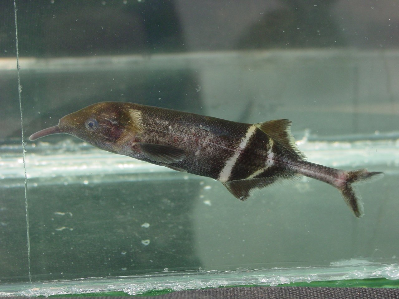 Elephant Nose Fish: The Long-Nosed Oddball (image credits: wikimedia)
