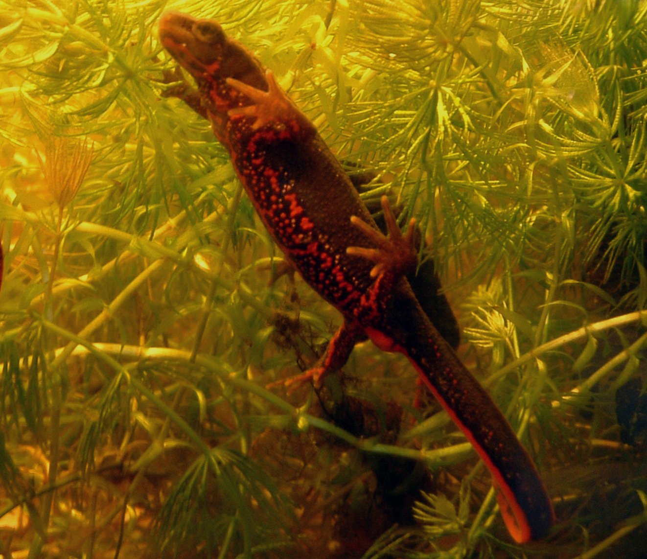 Fire-Bellied Newt: The Tiny Dragon (image credits: wikimedia)