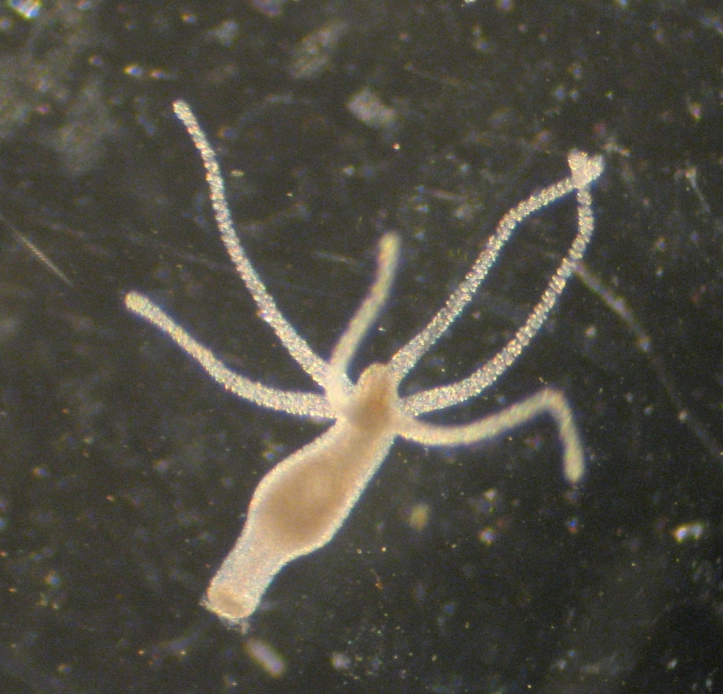 Hydra: The Immortal Micro-Beast (image credits: wikimedia)