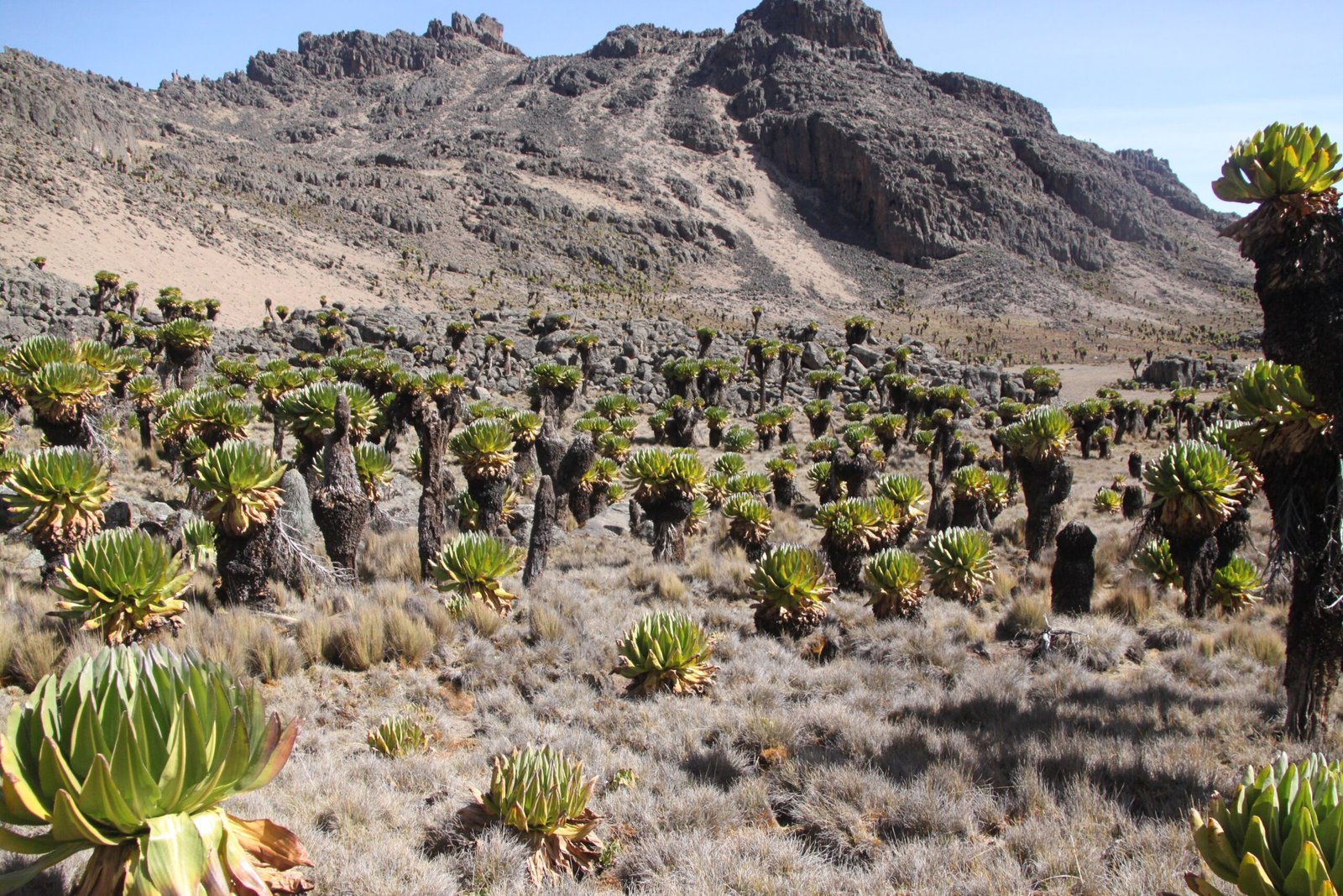 Giant Groundsels: The Mountain’s Alien Sentinels (image credits: wikimedia)