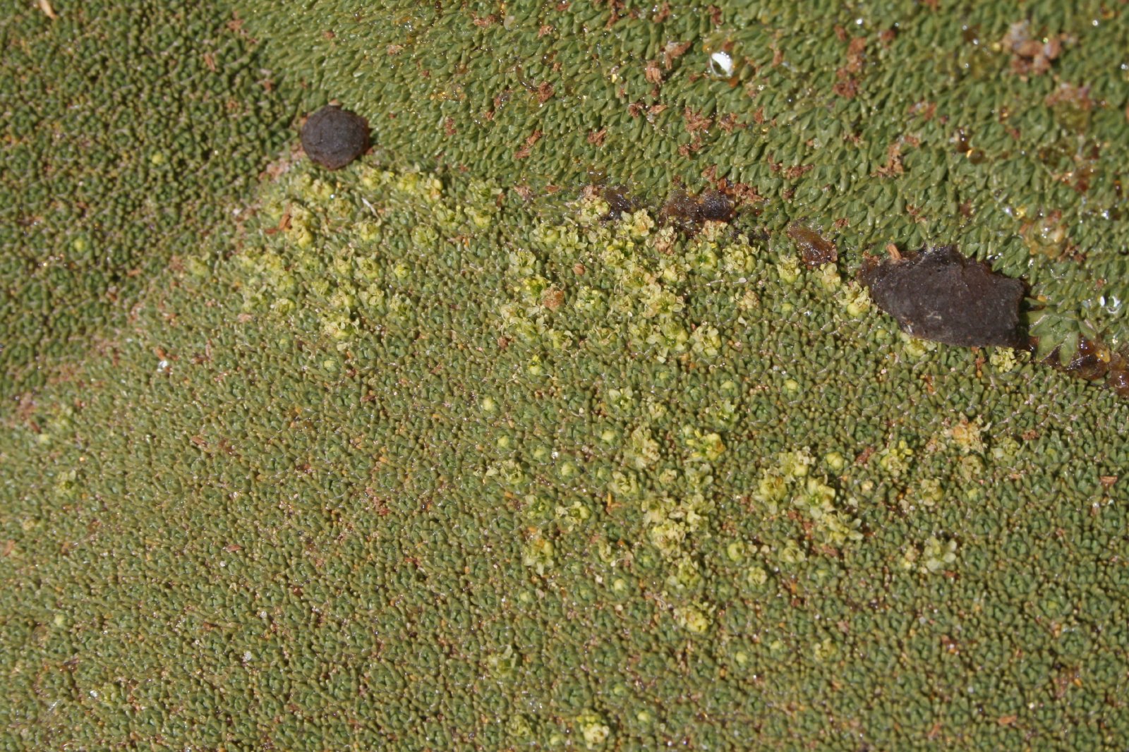 Moorland Cushion Plants: Nature’s Living Pillows (image credits: wikimedia)