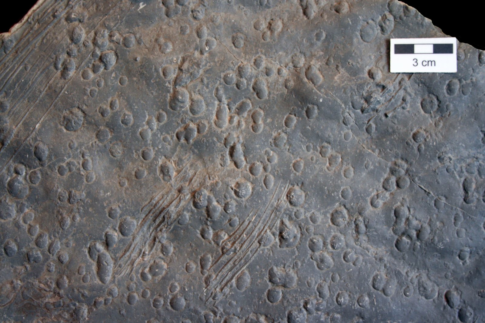 What Raindrop Fossils Reveal About Early Life (image credits: wikimedia)