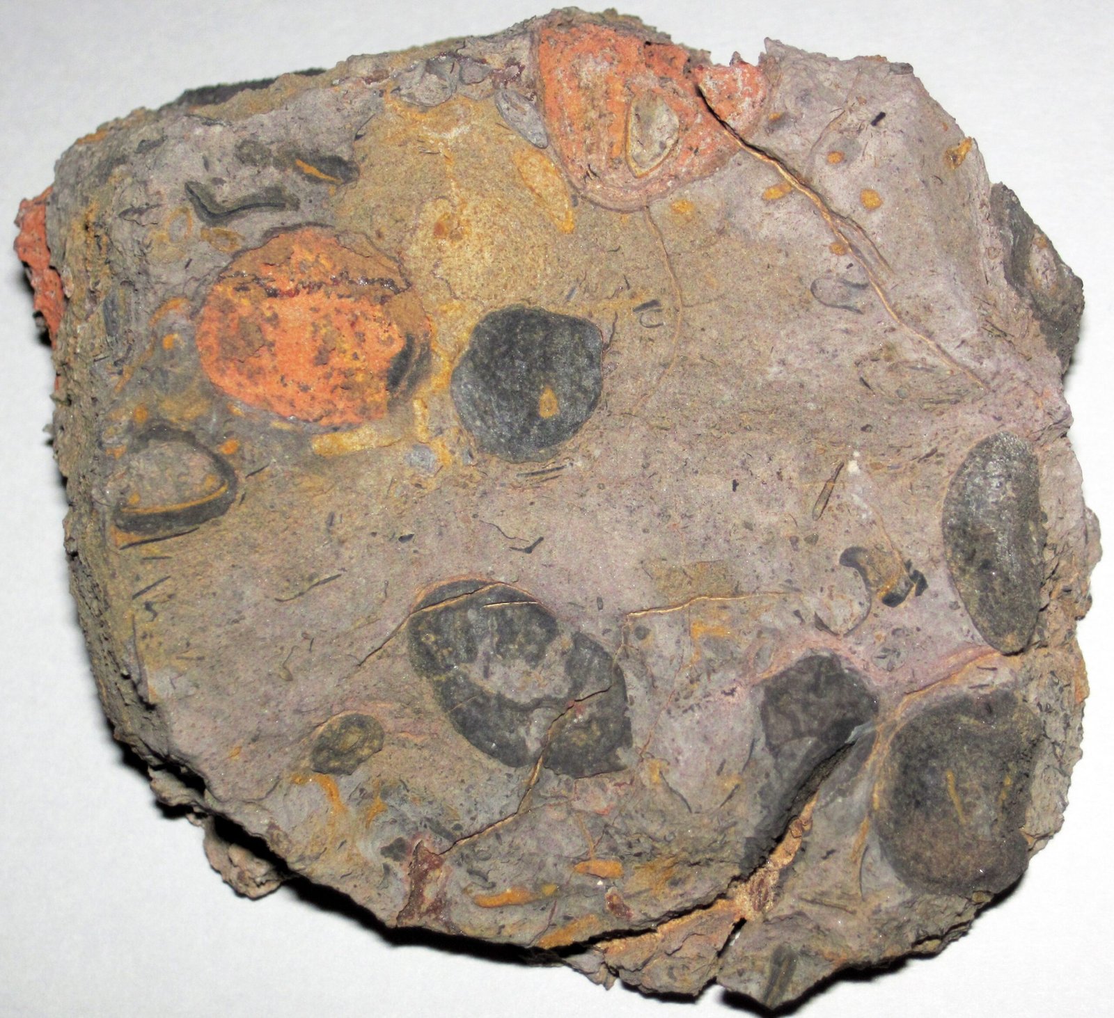 The Hidden World Beneath Our Feet (image credits: wikimedia)