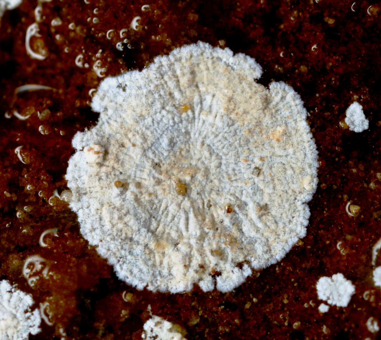 Biofilm Formation and Community Living (image credits: wikimedia)