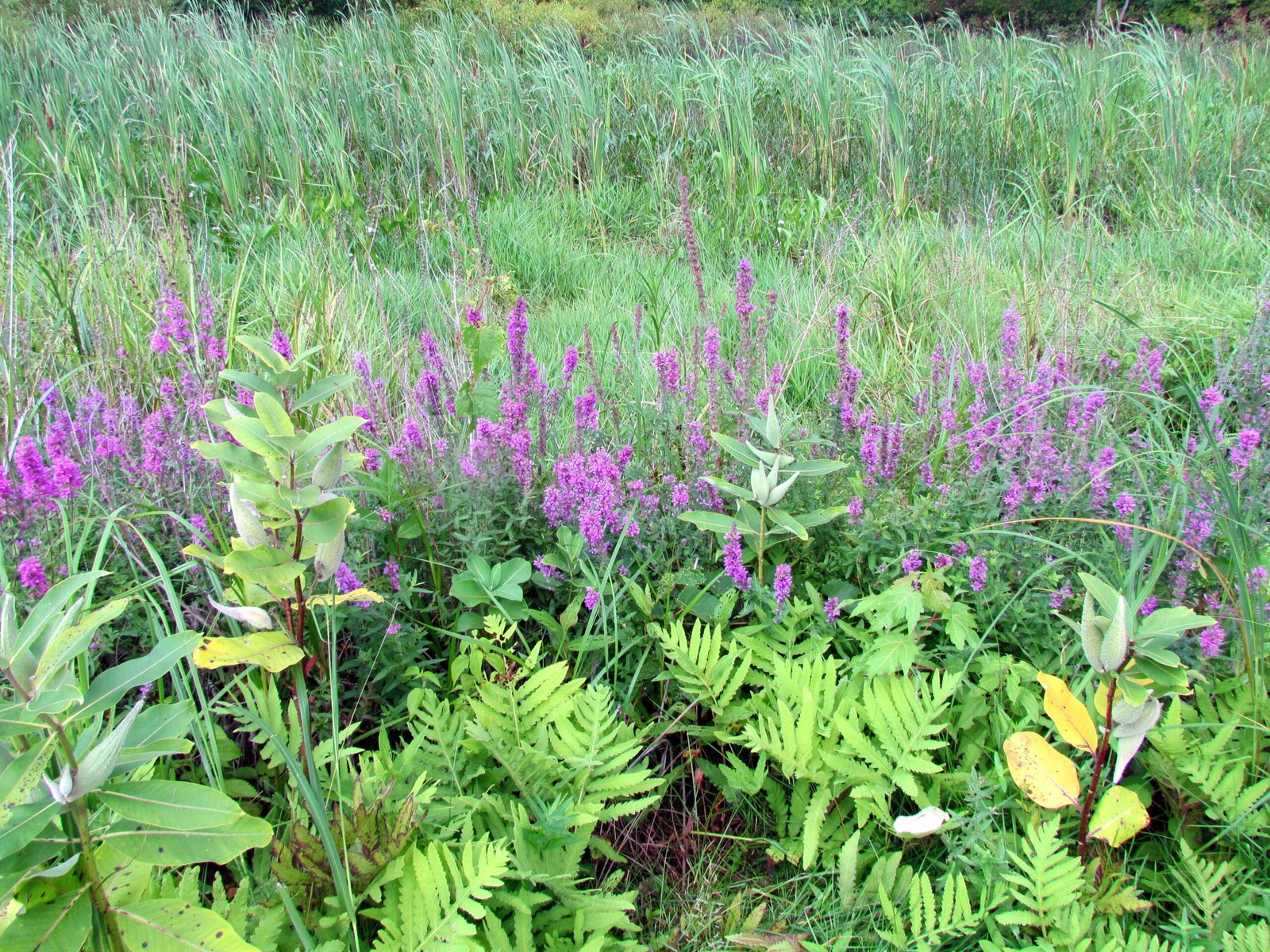 Purple Loosestrife’s Pretty Problem: Why Wetlands Across the U.S. Are Losing Ground