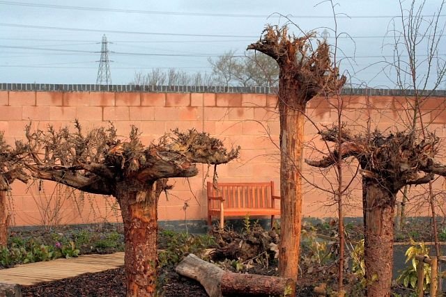 Fossil Forests That Grew Upside Down (image credits: wikimedia)