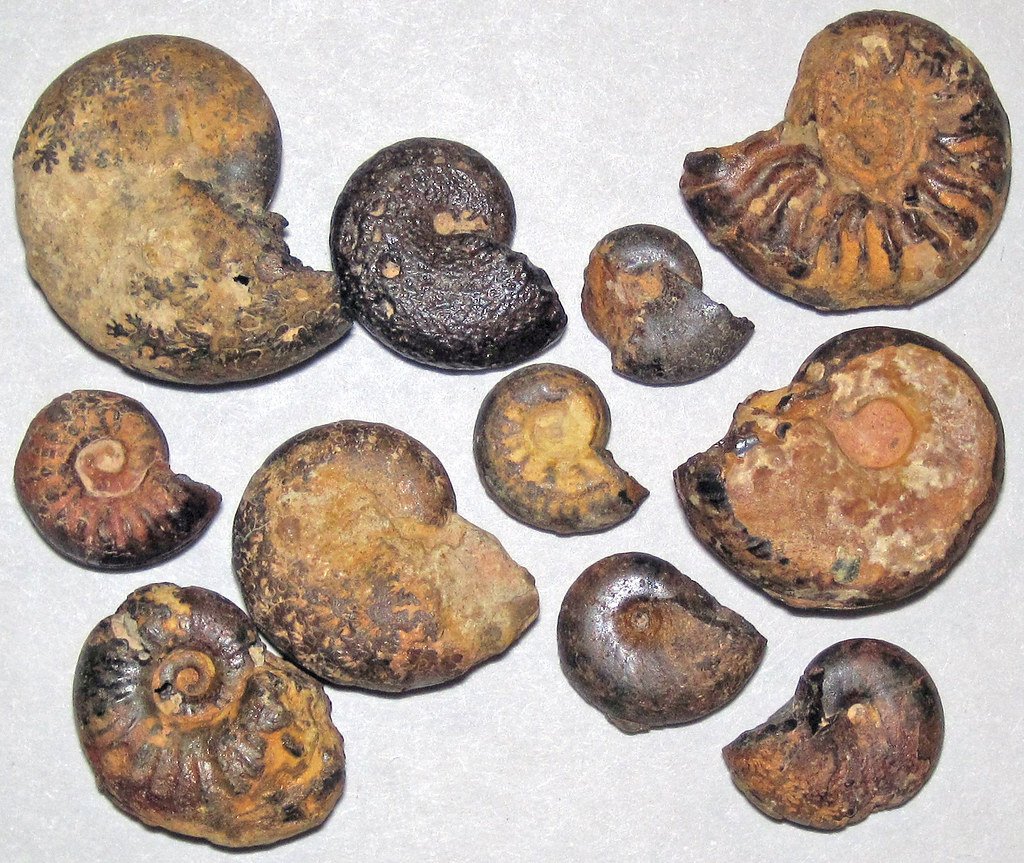 The Fossil That Rewrote Geography (image credits: flickr)