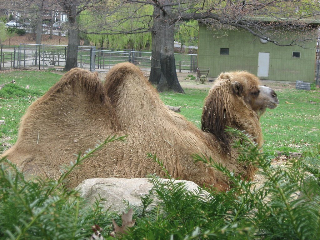 The Hump Truth That Shocked Scientists (image credits: flickr)