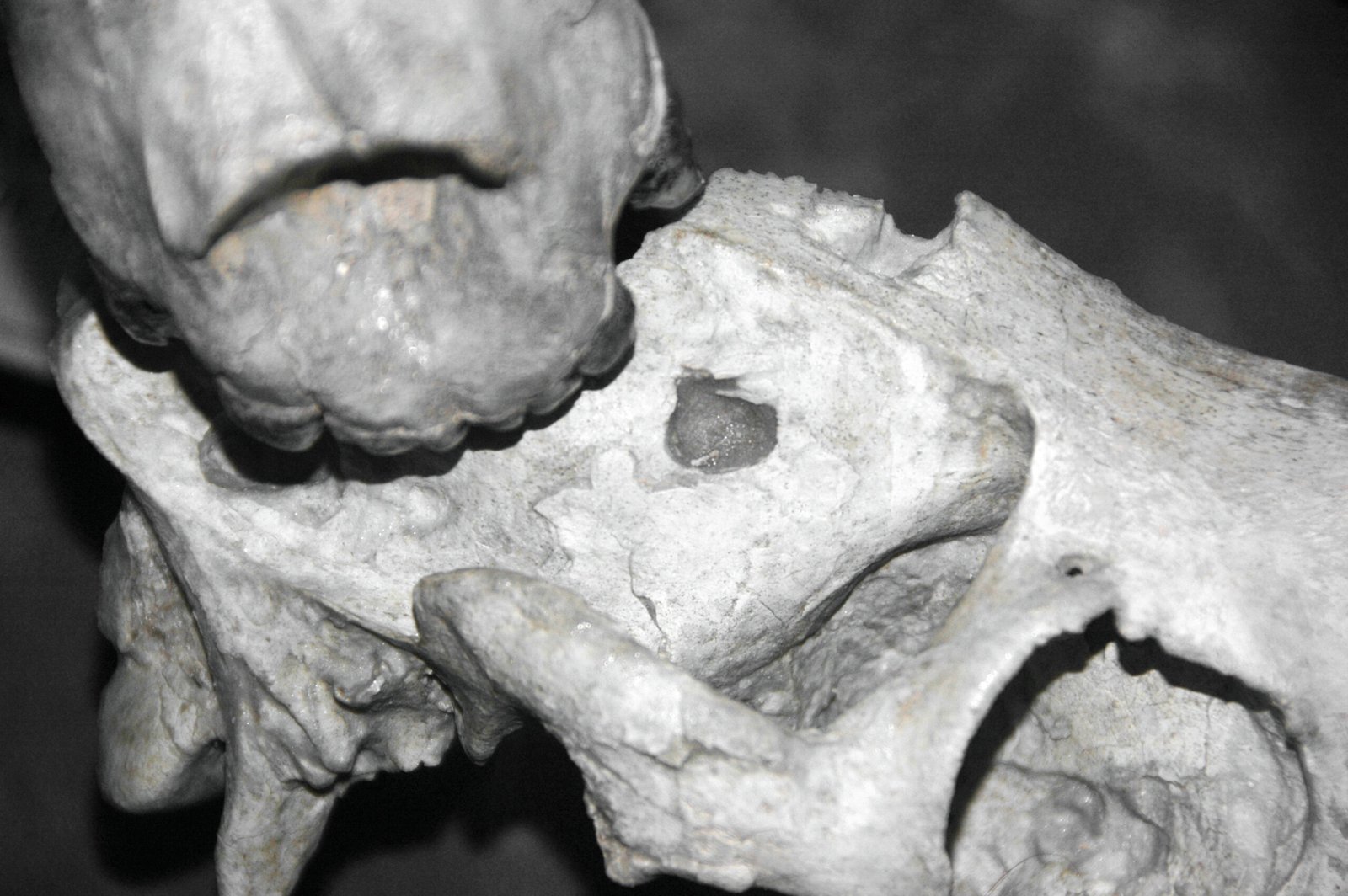 Ancient Horses That Rewrote Evolutionary History (image credits: wikimedia)