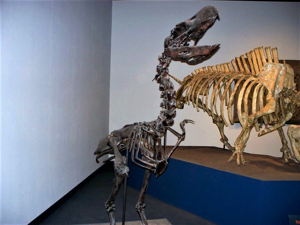 When Florida's Skies Were Ruled by Terror Birds (image credits: flickr)