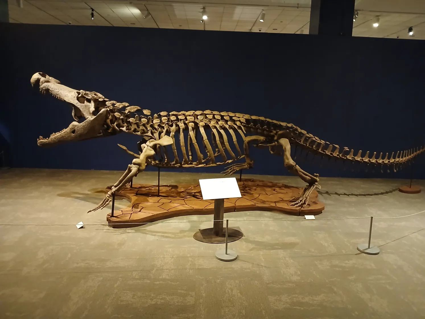 The Fossil That Rewrote Crocodile Evolution (image credits: wikimedia)